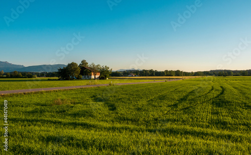 Getreidefeld in Bayern zu Sonnenuntergang