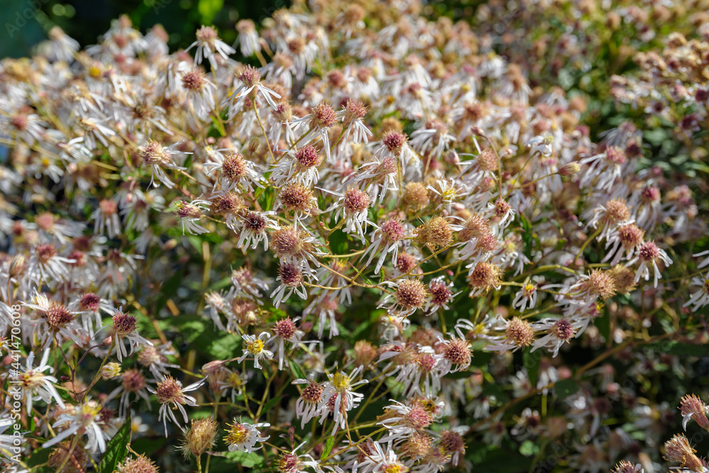 Summer Flowering Oclemena acuminata, commonly known as whorled wood aster at sunny day Summer Flowering Oclemena acuminata, commonly known as whorled wood aster at sunny day