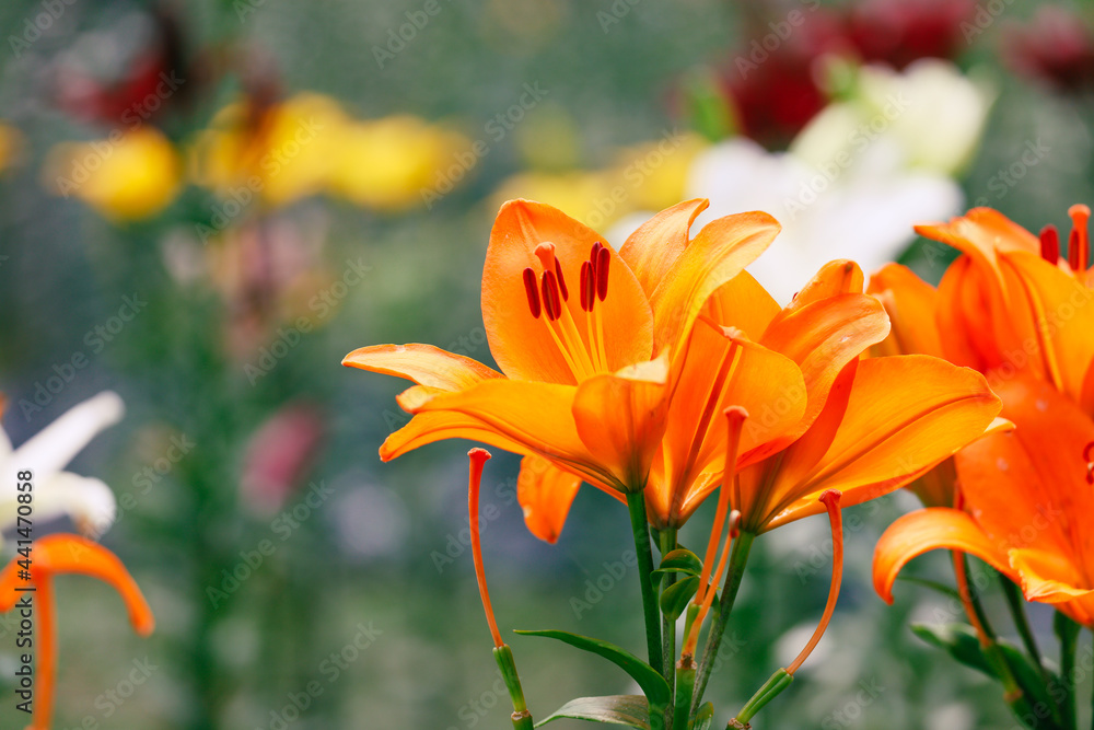 屋外で撮影した様々な色の百合