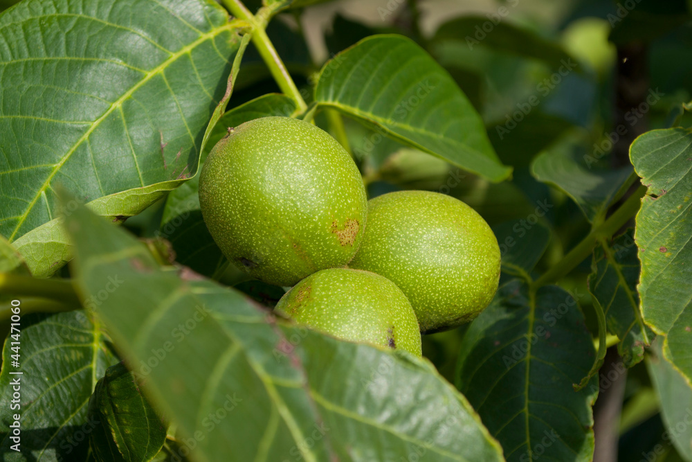 Unripe fruits and green walnut leaves.