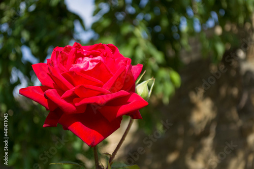 Beautiful red rose in the garden. 