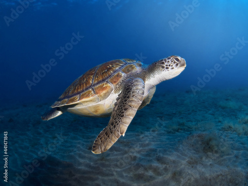 Green Sea turtle (Chelonia mydas) swimming free in the warm waters of the Atlantic Ocean. Canary Islands (Spain)