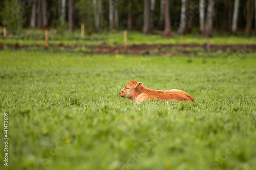 Newborn Cow calf in the meadow green field of countryside