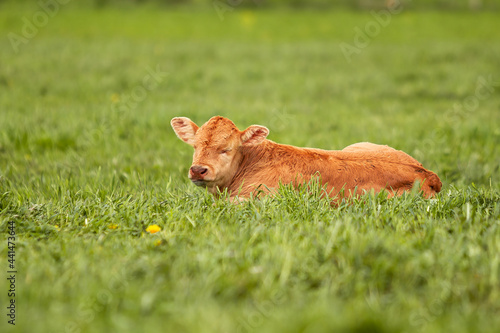 Newborn Cow calf in the meadow green field of countryside © Uldis Laganovskis