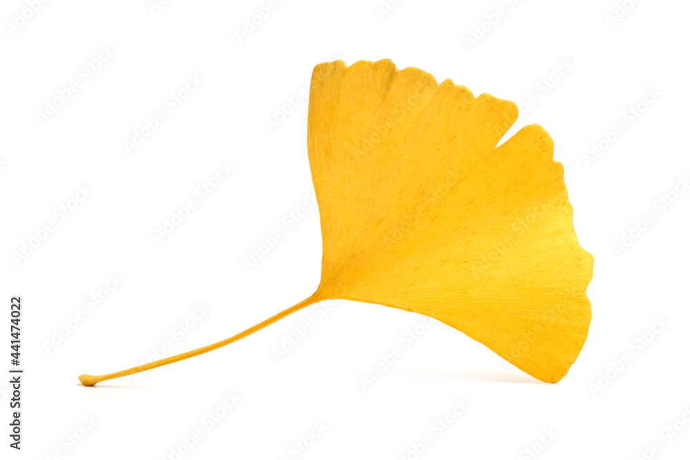 Naklejka premium Yellowginkgo leaf on white background