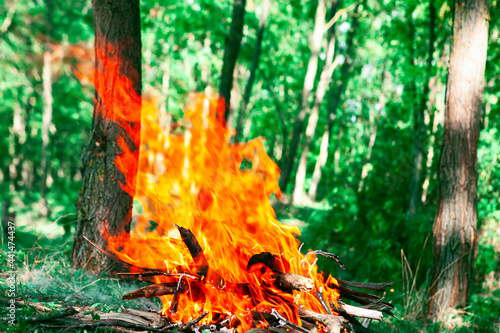  Flame of Fire in the Forest . Dangerous burning campfire in the woodland photo