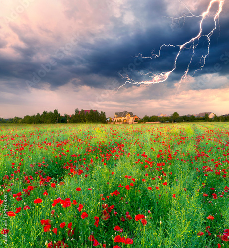 Blooming poppies field at sunset