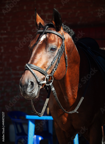 portrait of beautiful horse on stable background. outdoor. sunny morning © anakondasp