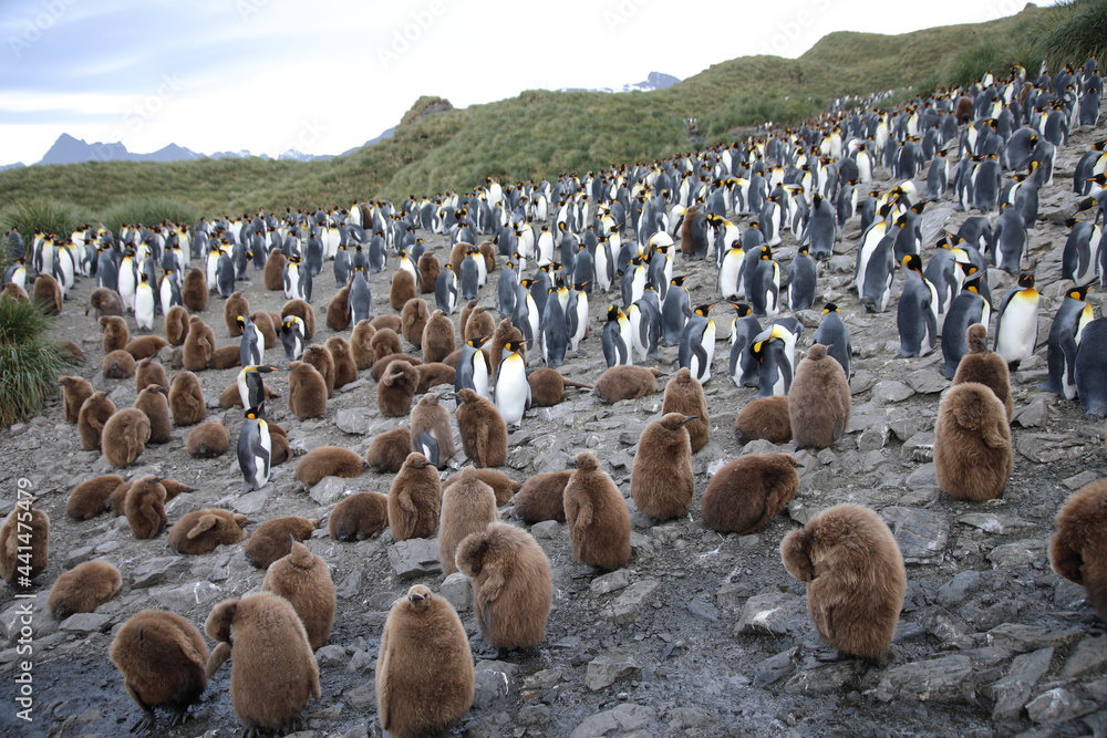 Obraz premium View of South Georgia Island