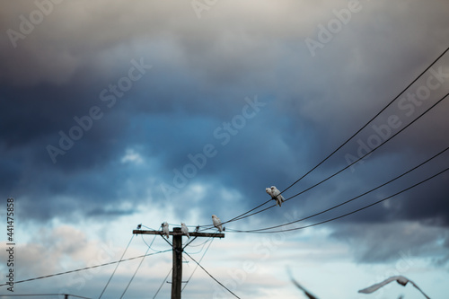 Corellas on power lines