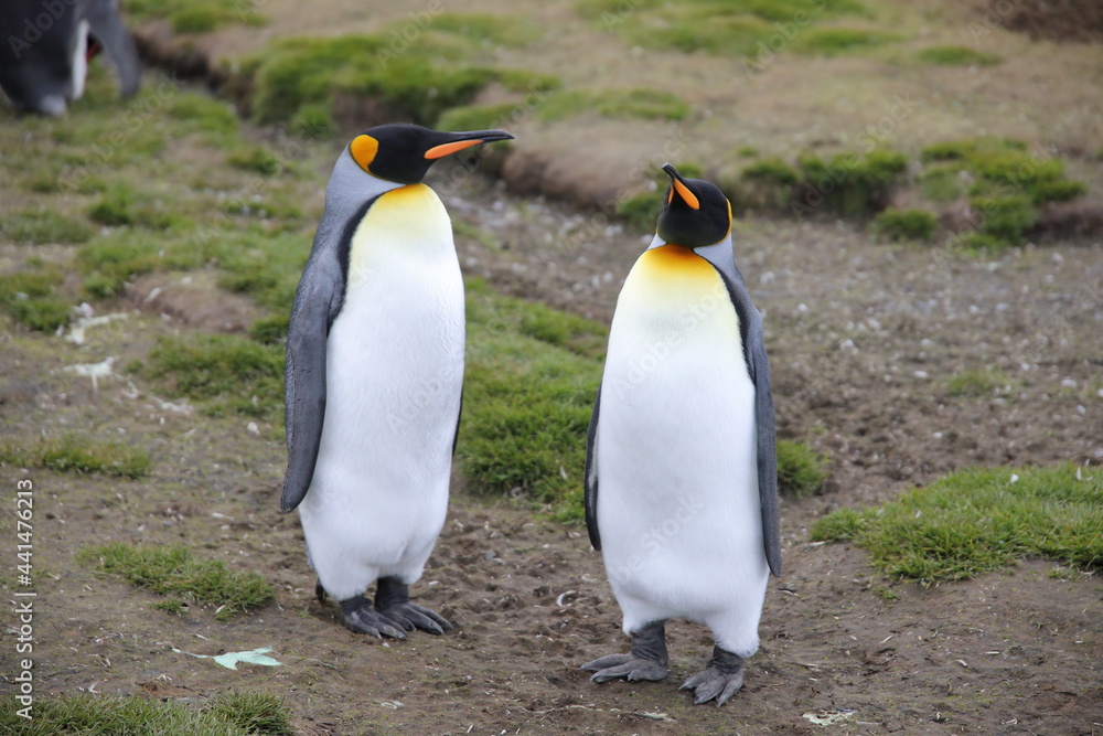 Fototapeta premium King penguin in South Georgia Island