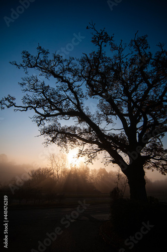 foggy morning