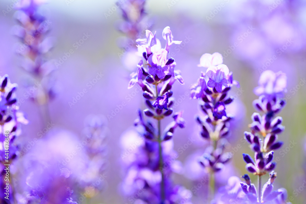 lavender flowers close up lavender flowers close up