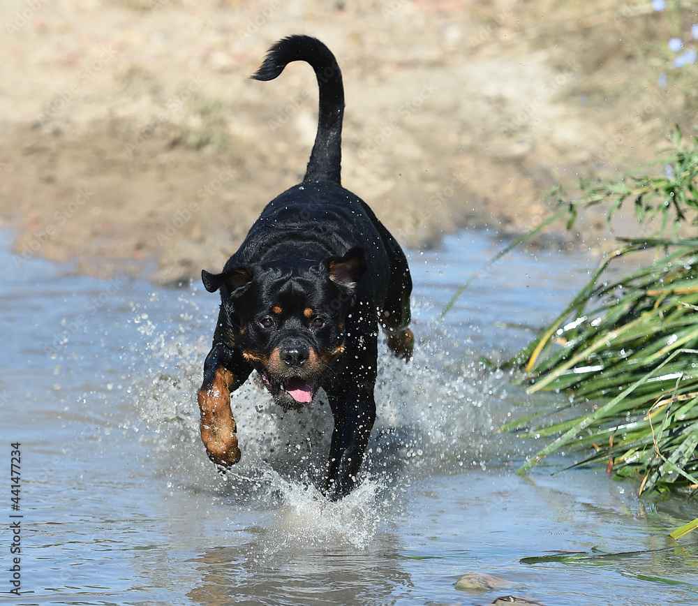 a mighty rottweiler in a water