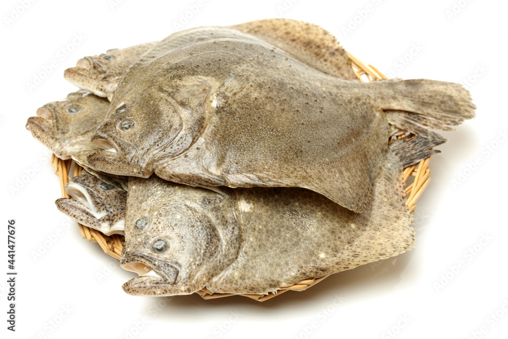 Turbot fish on white background Turbot fish on white background