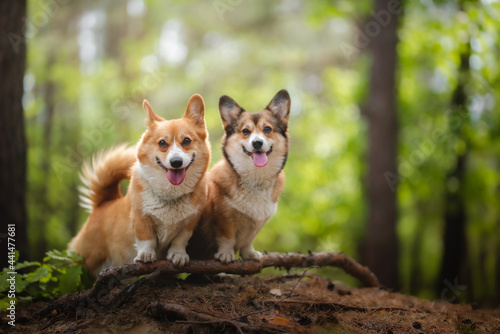 Photography two happy dogs during a walk
