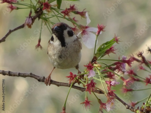 桜の花とスズメ