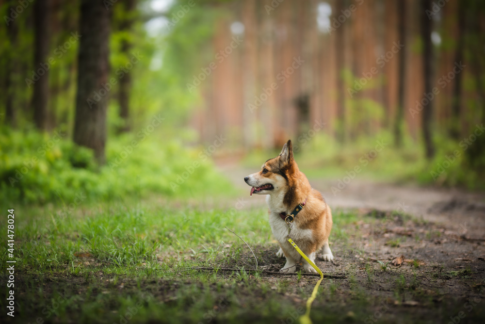 Welsh corgi pembroke training with owner in a forest Welsh corgi pembroke training with owner in a forest