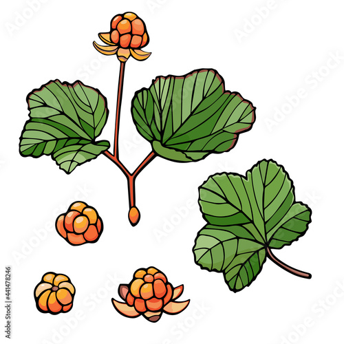 cloudberry color set