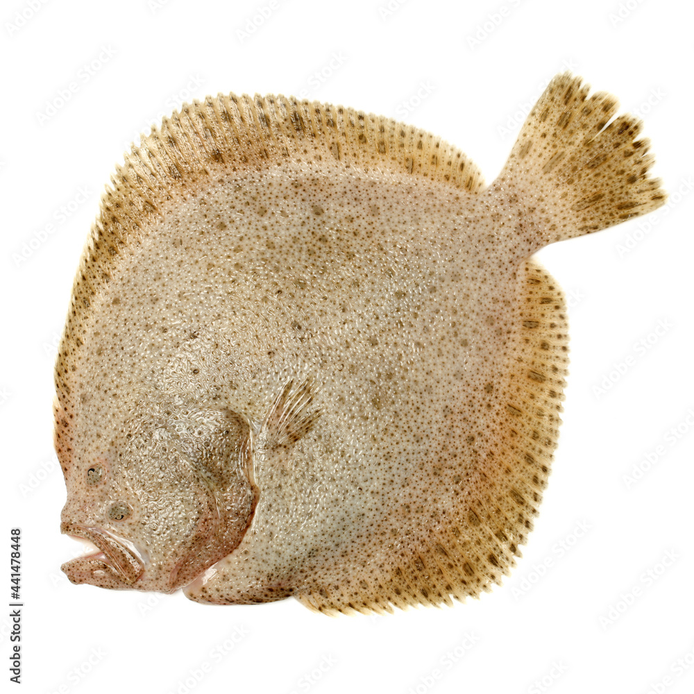 Fototapeta premium Psetta maxima (Turbot Fish) on white background