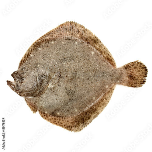Psetta maxima (Turbot Fish) on white background