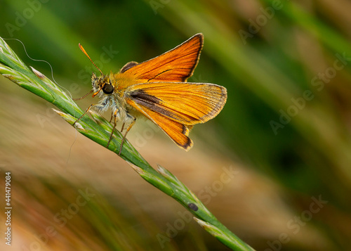 butterfly on a flower