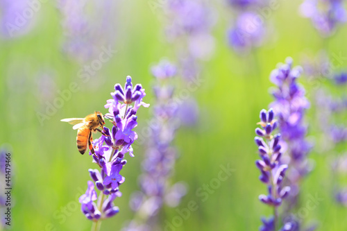 Fototapeta Naklejka Na Ścianę i Meble -  bee and lavender