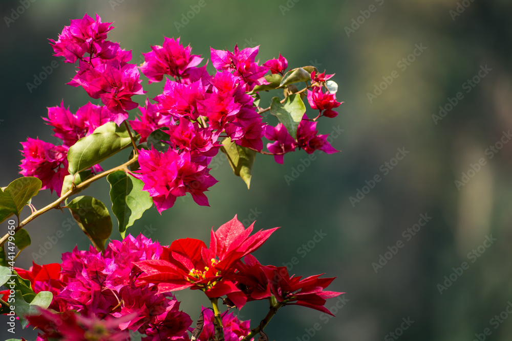 Bougainvillea Flowers, Darjeeling, India Bougainvillea Flowers, Darjeeling, India