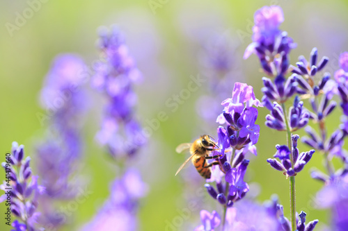 bee on lavender