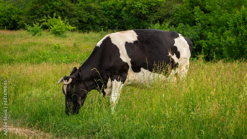 Large cow grazes on a bright green meadow Large cow grazes on a bright green meadow