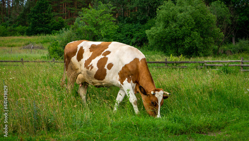 Large cow grazes on a bright green meadow