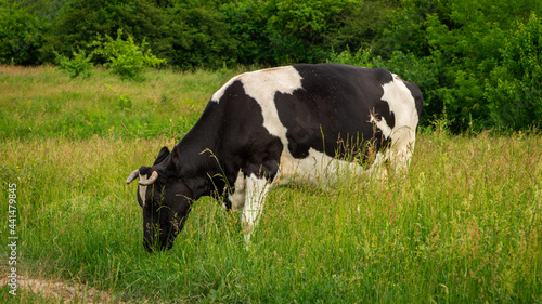 Large cow grazes on a bright green meadow