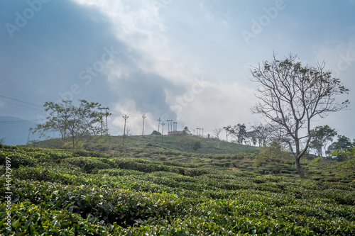 Peshok Tea garden, Darjeeling, India photo