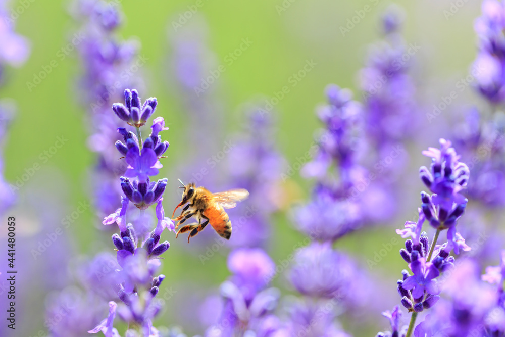 bee and lavender