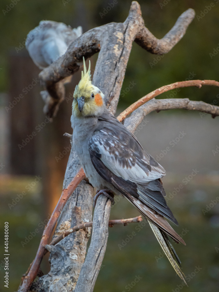 Naklejka premium Cotorra ninfa