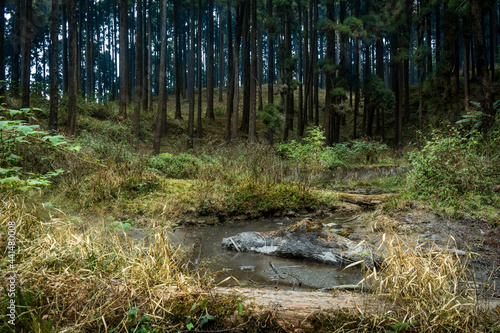 Dark pine woods of Lamahatta, Darjeeling, India