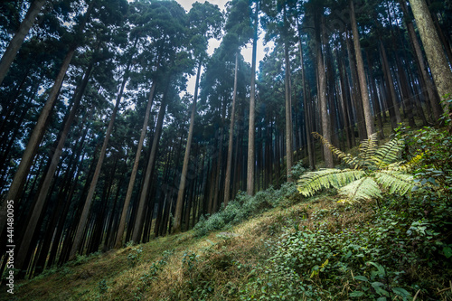 Lamahatta Eco Park, Darjeeling, India photo