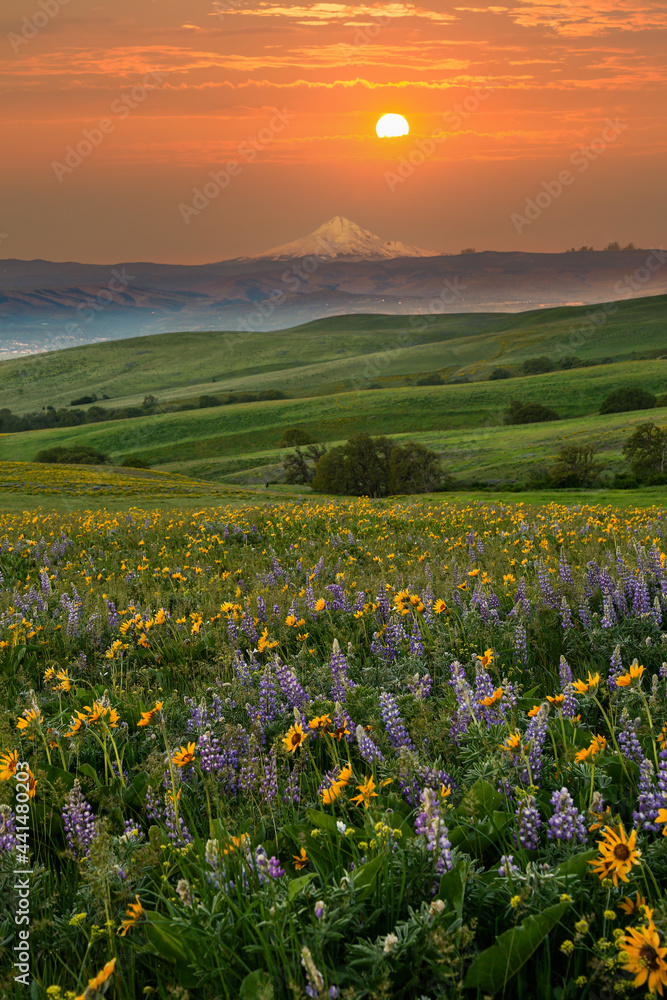 Wildflowers at sunset in the rolling hills above the Columbia River in Columbia Hills State Park, Washington, with Mt Hood in the background.