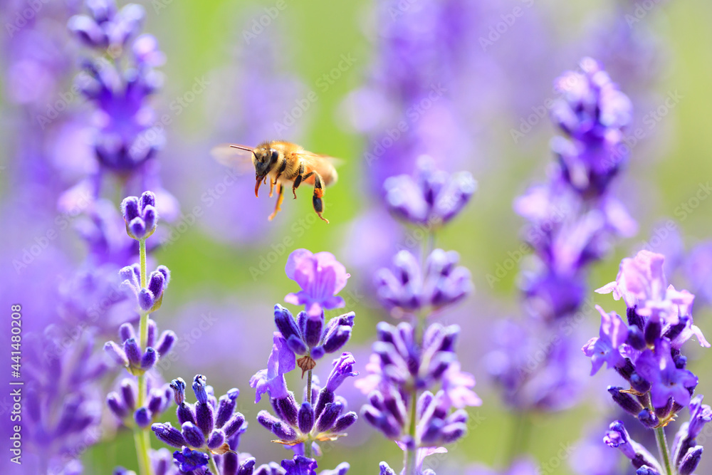 bee and lavender bee and lavender