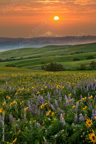 Wildflowers at sunset in the rolling hills above the Columbia River in Columbia Hills State Park  Washington  with Mt Hood in the background.