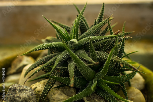 Succulant with white spots ( Haworthiopsis concolor ) photo