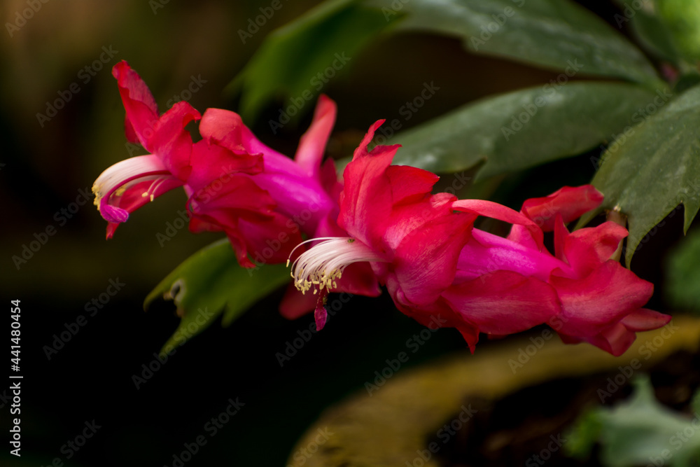 Christmas Cactus (Schlumbergera Truncata) Christmas Cactus (Schlumbergera Truncata)