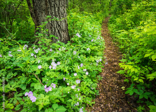 Fototapeta Naklejka Na Ścianę i Meble -  The purple blooms of the native wildflower wild geranium line a woodland path in a Midwest forest.