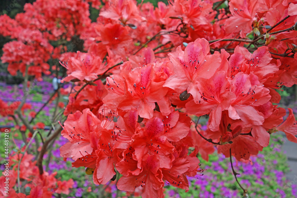 Azaleas (Rhododendron). Close up of Red Rhododendron flowers. Azaleas festival at Mo Shan garden, Wuhan city, Hubei province China. Selective focus Azaleas (Rhododendron). Close up of Red Rhododendron flowers. Azaleas festival at Mo Shan garden, Wuhan city, Hubei province China. Selective focus