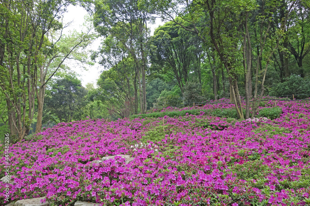 Obraz premium Azaleas (Rhododendron). Scenery of wooden walkway in Rhododendron blooming fields. Azaleas festival at Mo Shan garden, Wuhan city, Hubei province China.