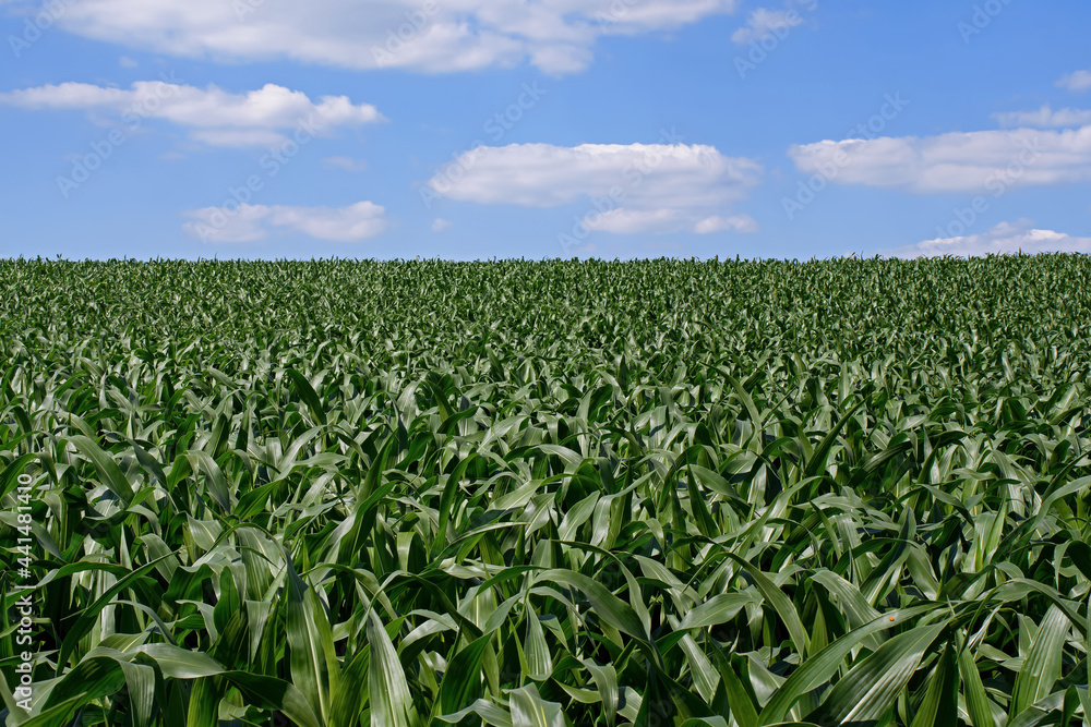 Corn or maize growing in the field. It is a staple food in many parts of the world and used to feed livestock, make fuel ethanol and thousands of other products like carpet, make-up or aspirin.  