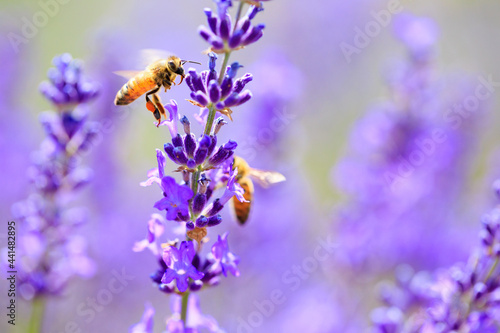 bee and lavender © mutai