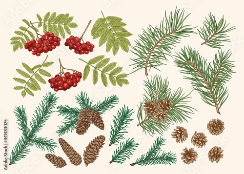 Botanical set with conifers and rowan. Traditional christmas colors.