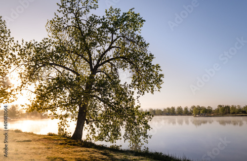 Sunrise over a lake with a beautiful tree 