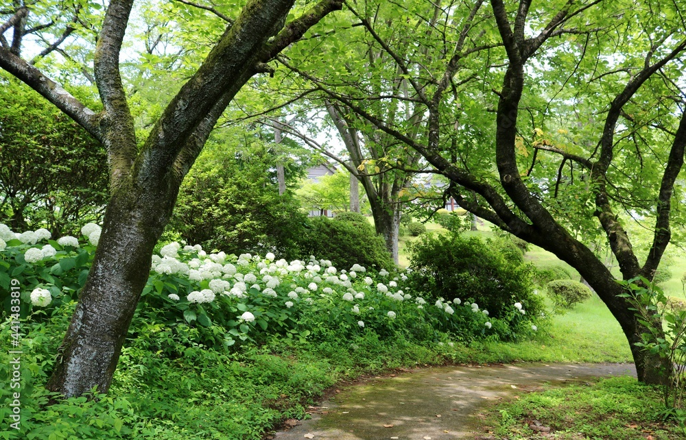 Fototapeta premium 白い紫陽花の道 初夏 風景